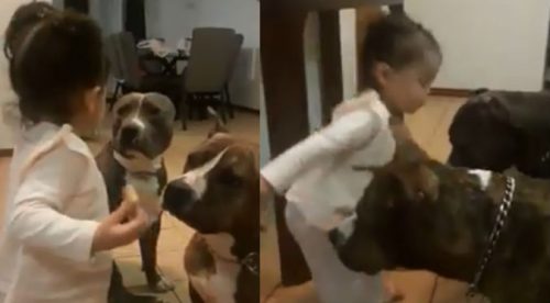 Niña se acerca a hambrientos pitbulls y el final sorprende a muchos (VIDEO)