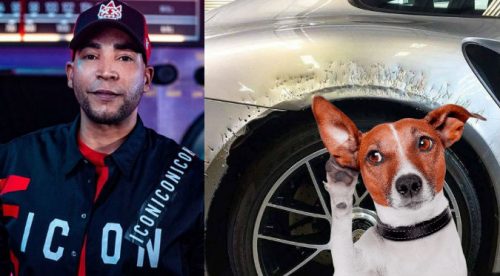 Perro de Don Omar dañó su lujoso auto y ahora pasará esto con el can (VIDEO)