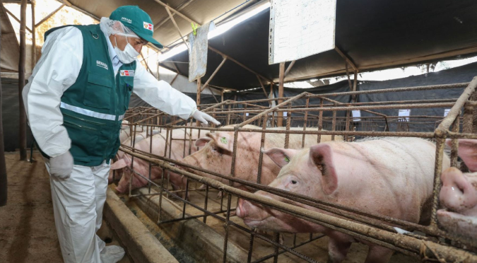 SENASA: Perú busca declarar zonas libres de peste porcina clásica