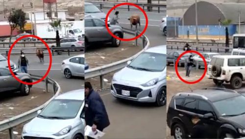 Toro se escapa de camión y persigue a hombre en la Panamericana Sur | VIDEO