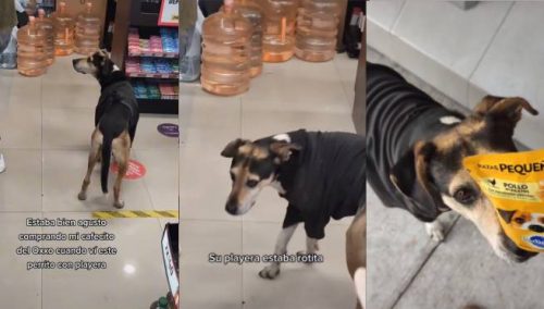 Perrito «estafa» a joven y se vuelve viral | VIDEO