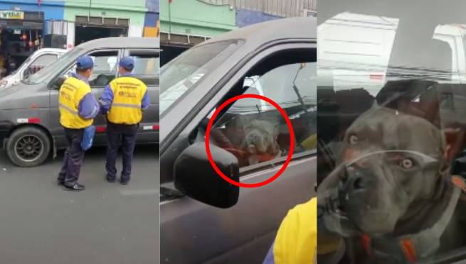 ¡Firulais, no! Perrito es intervenido por fiscalizadores por «estacionarse» en zona prohibida | VIDEO