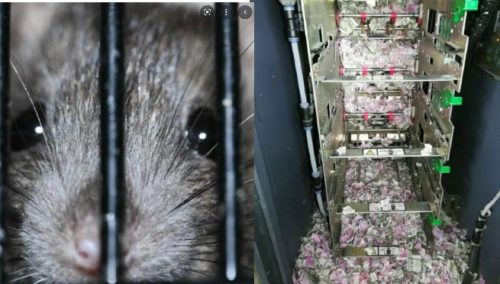 ¡Increíble! Rata entró a cajero automático y trituró 18 mil dólares | VIDEO