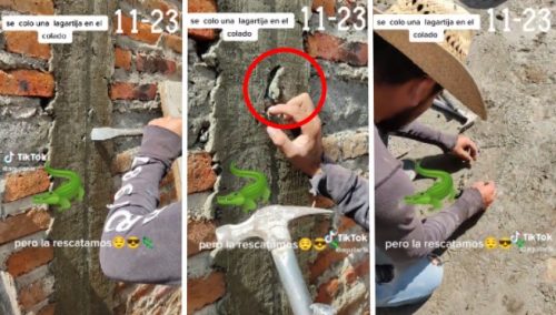 Albañiles descubren una lagartija enterrada en una columna y logran rescatarla con vida | VIDEO