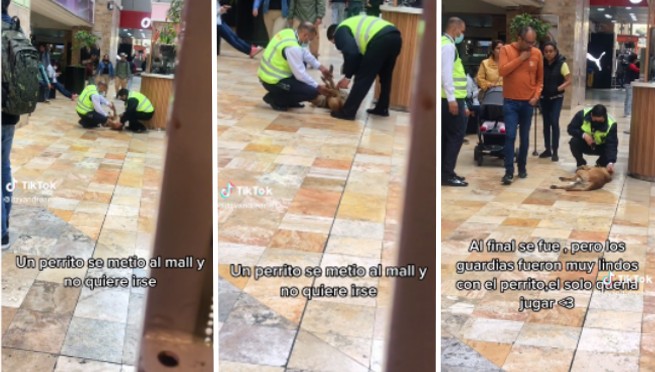 Perrito se infiltra en el Real Plaza del Centro Cívico y guardias hacen lo impensado: «Hermoso gesto» | VIDEO