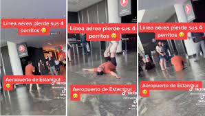 Hombre rompe en llanto tras enterarse que aerolínea perdió a sus 4 perros | VIDEO