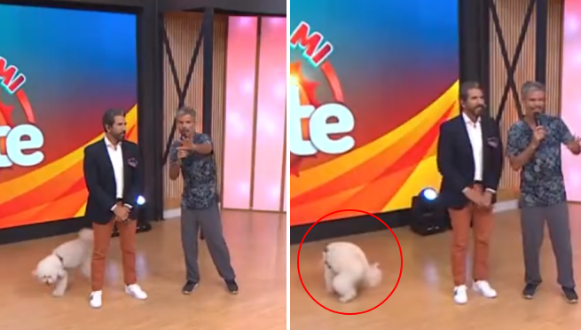 Perrito en «Arriba mi gente» no se aguanta y arruina entrevista en vivo con una «sorpresa» | VIDEO