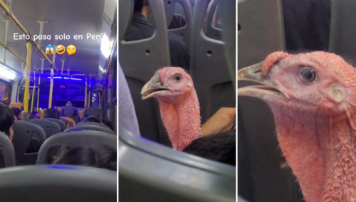Peruano es captado viajando con su pavo en bus y usuarios reaccionan: “Ya se siente la navidad”